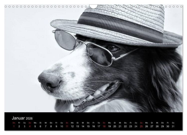 Produktbild: H&uuml;tehunde (Wandkalender 2026 DIN A3 quer), CALVENDO Monatskalender