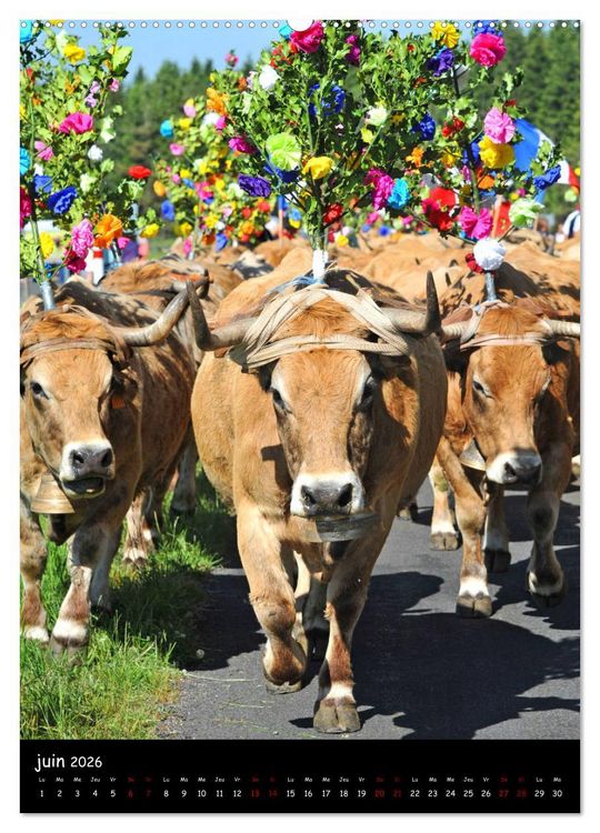 Produktbild: Vaches d'Aubrac (Calendrier mural 2026 DIN A2 horizontal) calendrier de bureau