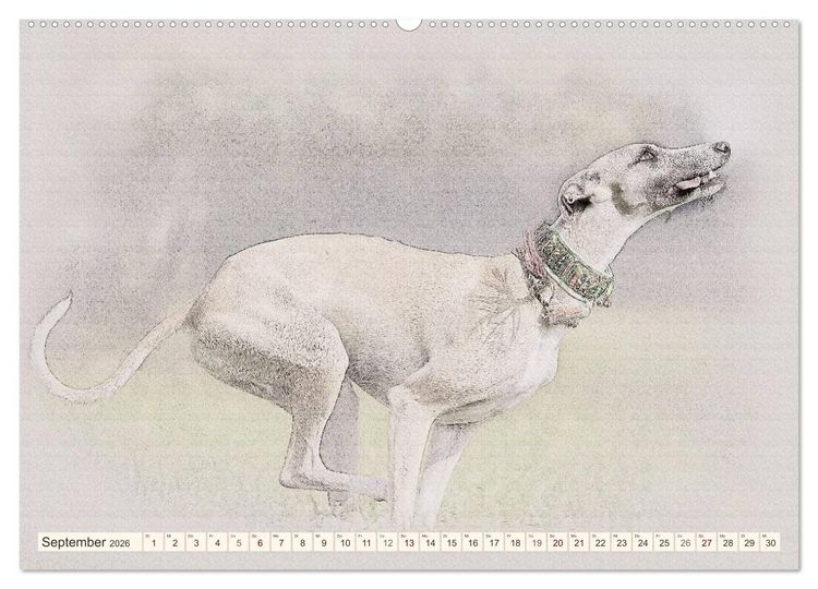 Produktbild: Whippet 2026 (Wandkalender 2026 DIN A2 quer), CALVENDO Monatskalender