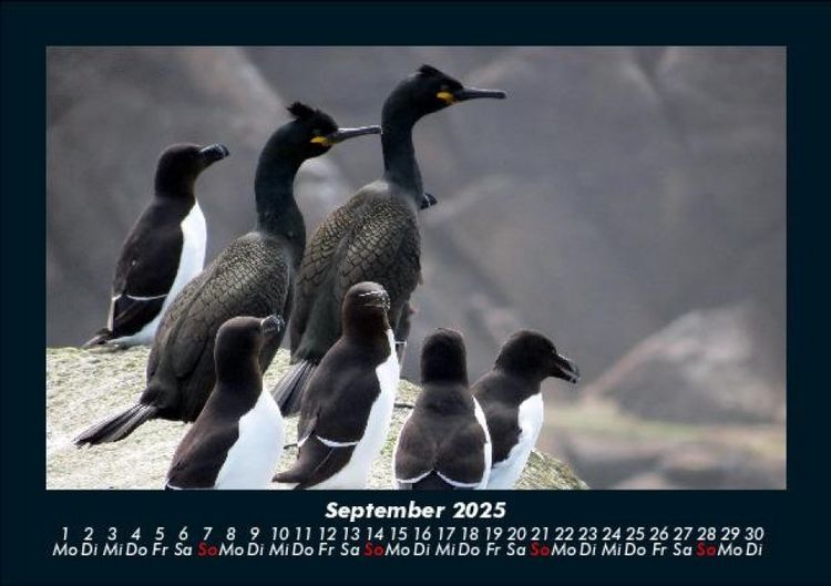 Produktbild: Der Tierkalender 2025 Fotokalender DIN A5