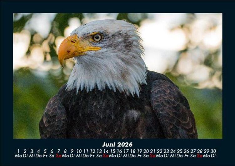 Produktbild: Tierkalender 2026 Fotokalender DIN A5