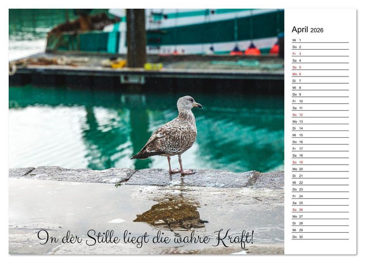 Produktbild: Lebensweisheiten der M&ouml;we - Im Flug des Lebens (Wandkalender 2026 DIN A2 quer), CALVENDO Monatskalender