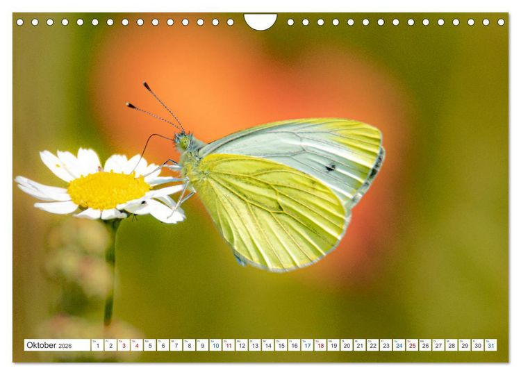 Produktbild: Kleines ganz gro&szlig; - Makrofotografie (Wandkalender 2026 DIN A4 quer), CALVENDO Monatskalender