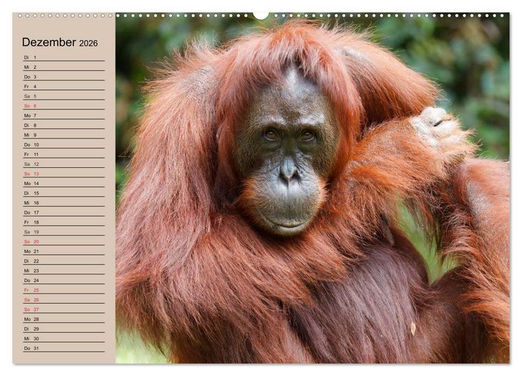 Produktbild: Orang-Utans (hochwertiger Premium Wandkalender 2026 DIN A2 quer), Kunstdruck in Hochglanz
