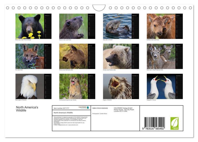 Produktbild: North America's Wildlife (Wall Calendar 2026 DIN A4 landscape), CALVENDO 12 Month Wall Calendar