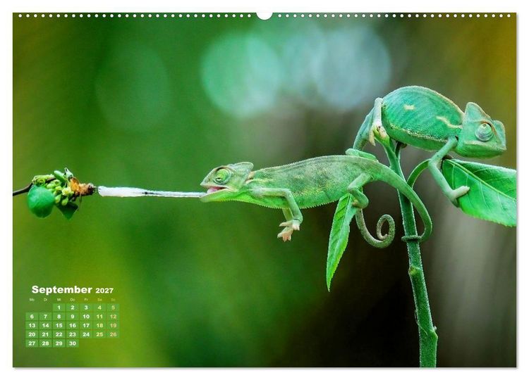 Produktbild: Cham&auml;leon: Die farbenfrohe Welt der Reptilien (Wandkalender 2027 DIN A2 quer), CALVENDO Monatskalender