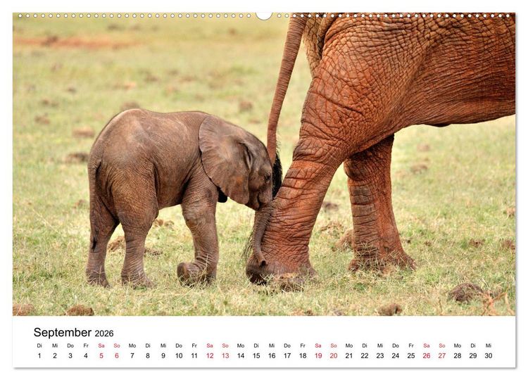 Produktbild: Elefanten Afrikas (Wandkalender 2026 DIN A2 quer), CALVENDO Monatskalender