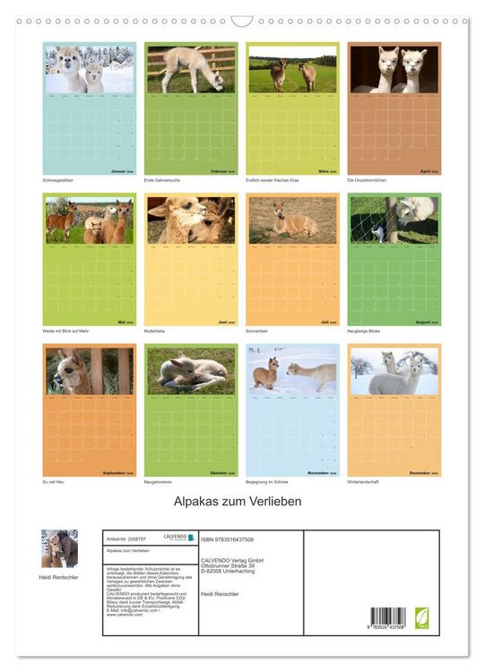 Produktbild: Alpakas zum Verlieben (Wandkalender 2026 DIN A2 hoch), CALVENDO Monatskalender
