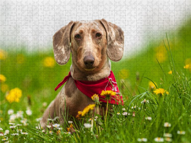 Produktbild: CALVENDO Puzzle Auf der Fr&uuml;hlingswiese | 1000 Teile Lege-Gr&ouml;&szlig;e 64x48cm Foto-Puzzle f&uuml;r gl&uuml;ckliche Stunden