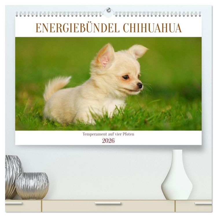 Produktbild: Enegieb&uuml;ndel Chihuahua - Temperament auf vier Pfoten (hochwertiger Premium Wandkalender 2026 DIN A2 quer), Kunstdruck in Hochglanz