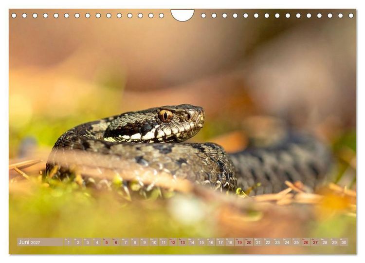 Produktbild: Gruseltiere (Wandkalender 2027 DIN A4 quer), CALVENDO Monatskalender
