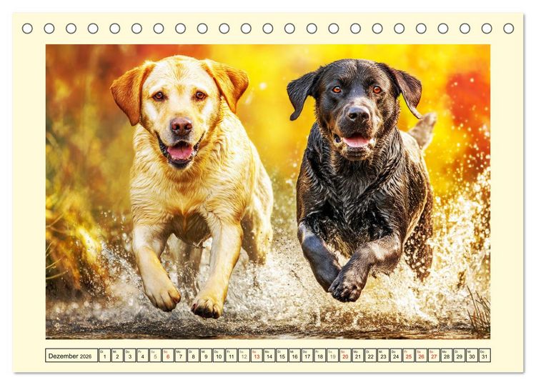Produktbild: Labrador Retriever. Labrador-Magie f&uuml;r Herz und Seele (Tischkalender 2026 DIN A5 quer), CALVENDO Monatskalender