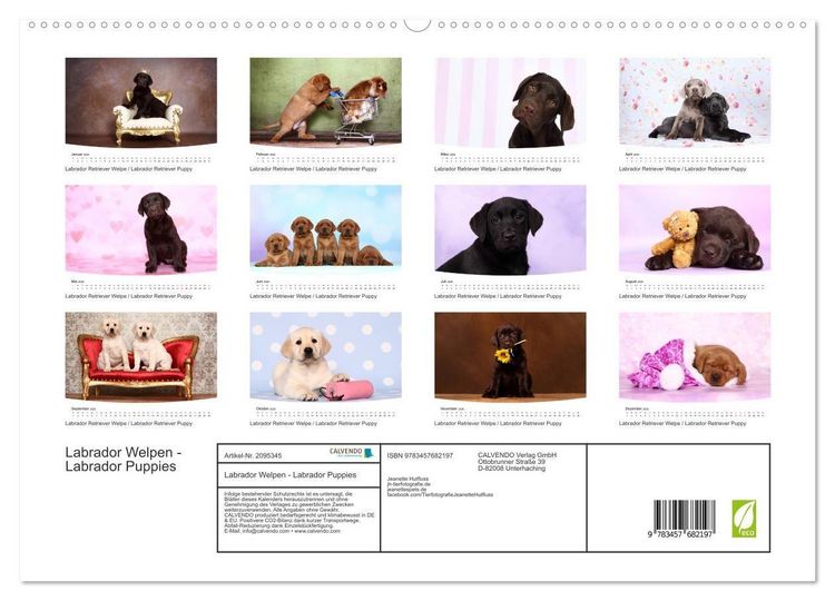 Produktbild: Labrador Welpen - Labrador Puppies (hochwertiger Premium Wandkalender 2026 DIN A2 quer), Kunstdruck in Hochglanz