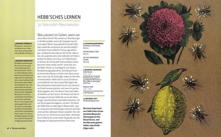 Produktbild: Das Gehirn in 30 Sekunden