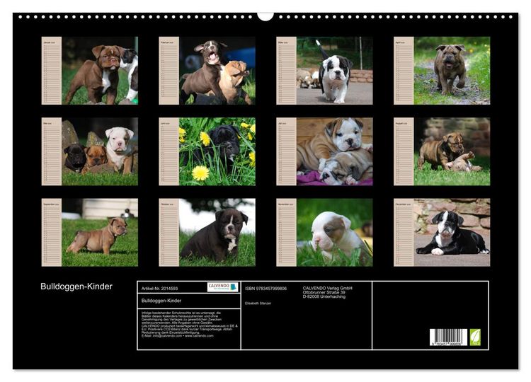 Produktbild: Bulldoggen-Kinder (Wandkalender 2026 DIN A2 quer), CALVENDO Monatskalender