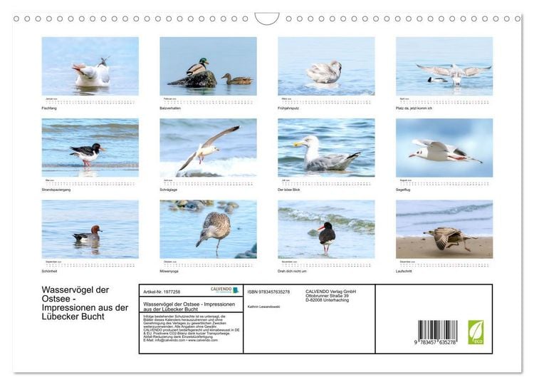 Produktbild: Wasserv&ouml;gel der Ostsee - Impressionen aus der L&uuml;becker Bucht (Wandkalender 2026 DIN A3 quer), CALVENDO Monatskalender