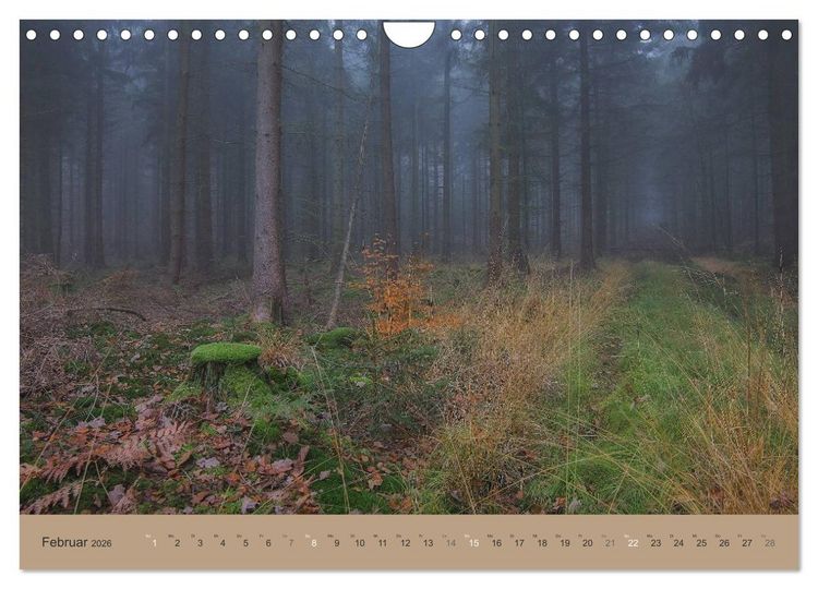 Produktbild: Unser Wald - Magische Sichten in norddeutsche W&auml;lder (Wandkalender 2026 DIN A4 quer), CALVENDO Monatskalender