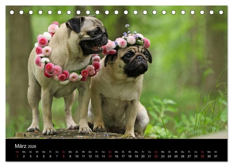 Produktbild: Der MOPS-Kalender (Tischkalender 2026 DIN A5 quer), CALVENDO Monatskalender