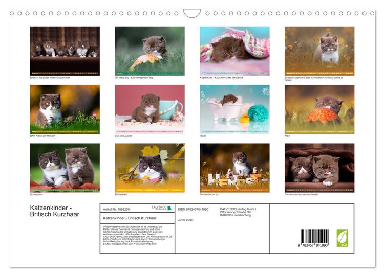 Produktbild: Katzenkinder - Britisch Kurzhaar (Wandkalender 2026 DIN A3 quer), CALVENDO Monatskalender