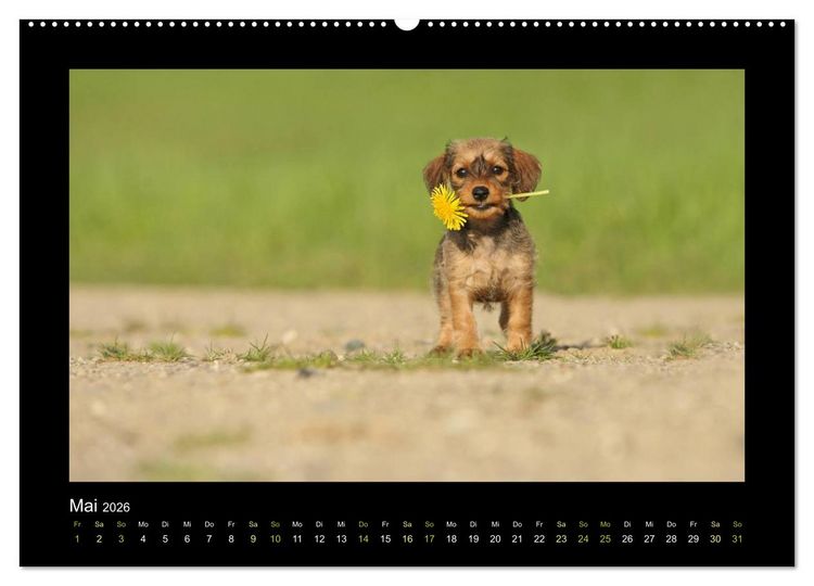 Produktbild: Allerlei Hundekinder (Wandkalender 2026 DIN A2 quer), CALVENDO Monatskalender