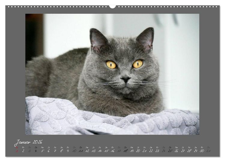 Produktbild: GRAUE ENGEL Britischkurzhaar-Katzen (Wandkalender 2026 DIN A2 quer), CALVENDO Monatskalender