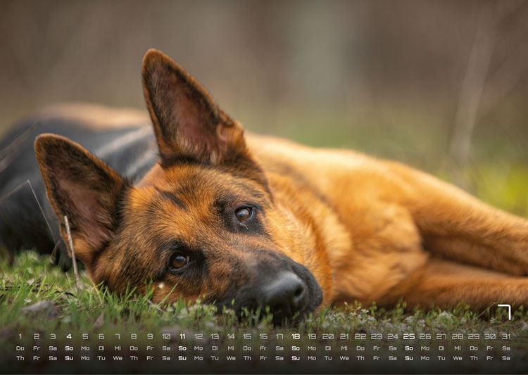 Produktbild: Wuff - Unsere Vierbeiner - Der Hundekalender - 2027 - Kalender DIN A3