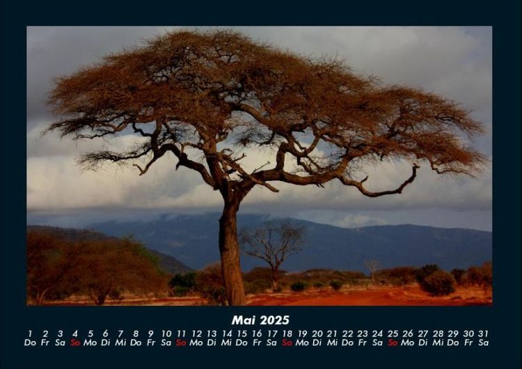 Produktbild: B&auml;ume 2025 Fotokalender DIN A4