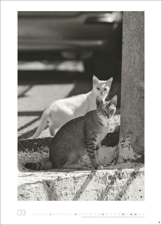 Produktbild: Cats Edition Kalender 2027