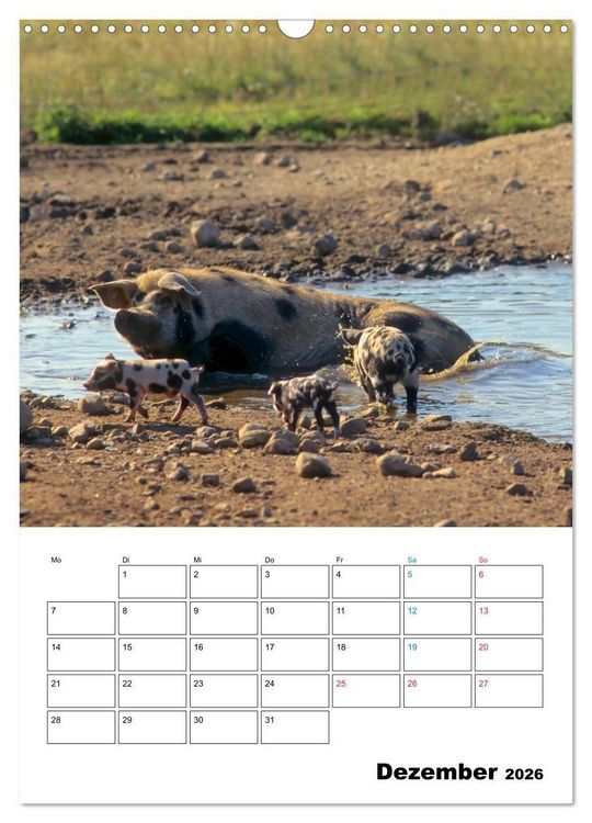 Produktbild: Schweine 2026 (Wandkalender 2026 DIN A3 hoch), CALVENDO Monatskalender