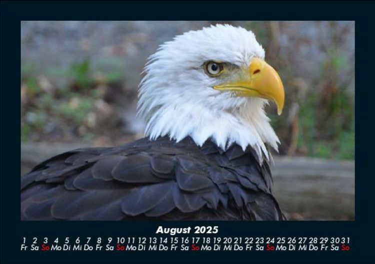 Produktbild: Tierkalender 2025 Fotokalender DIN A5