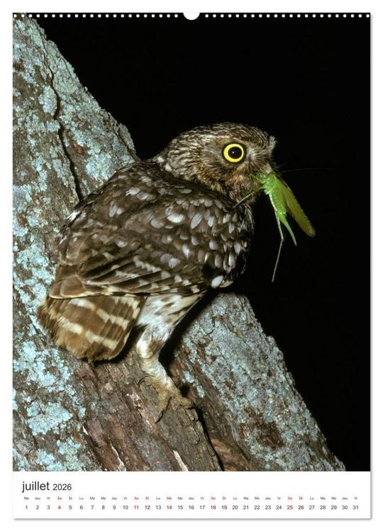 Produktbild: Une chouette de vie, les oiseaux (Calendrier mural 2026 DIN A2 horizontal), CALVENDO calendrier mensuel