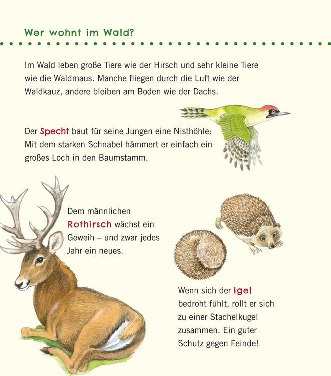 Produktbild: Unkaputtbar: Erstes Wissen: Im Wald