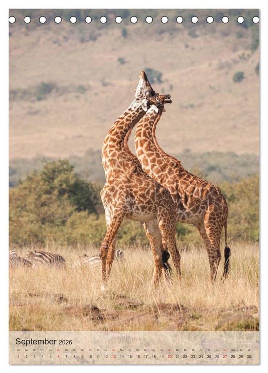 Produktbild: Emotionale Momente: Giraffen, die h&ouml;chsten Tiere der Welt. (Tischkalender 2026 DIN A5 hoch), CALVENDO Monatskalender