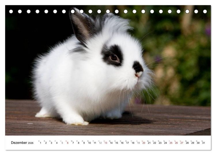 Produktbild: Kaninchen - knuddelige Hausgenossen (Tischkalender 2026 DIN A5 quer), CALVENDO Monatskalender