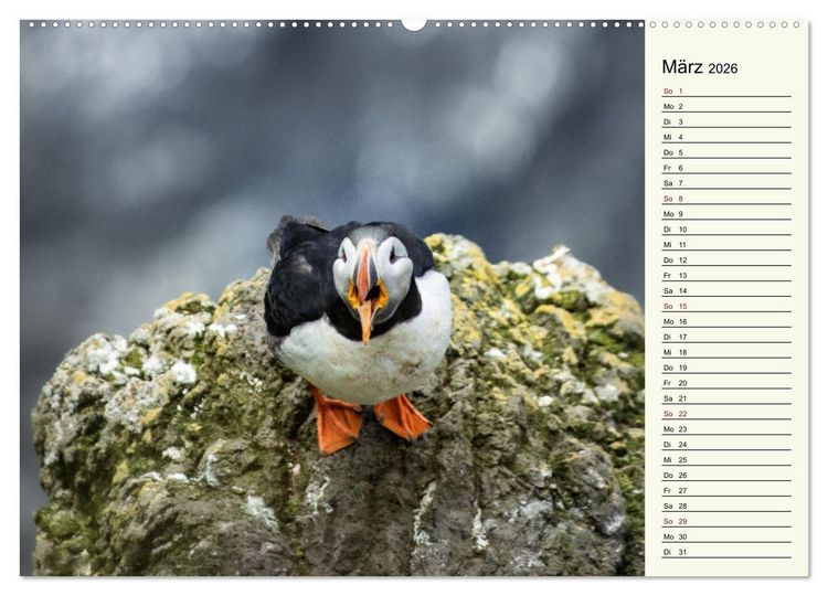 Produktbild: Die Papageientaucher von Island (hochwertiger Premium Wandkalender 2026 DIN A2 quer), Kunstdruck in Hochglanz