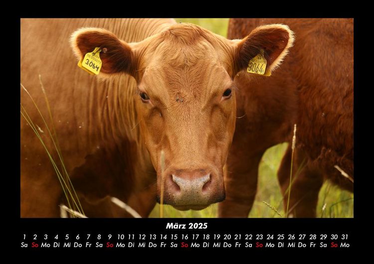 Produktbild: Kuhkalender 2025 Fotokalender DIN A3