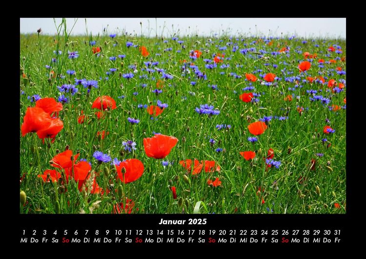 Produktbild: Blumentr&auml;ume 2025 Fotokalender DIN A3