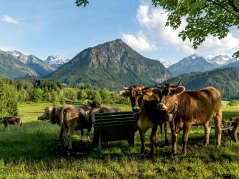 Produktbild: Allg&auml;uer Braunvieh (Puzzle)