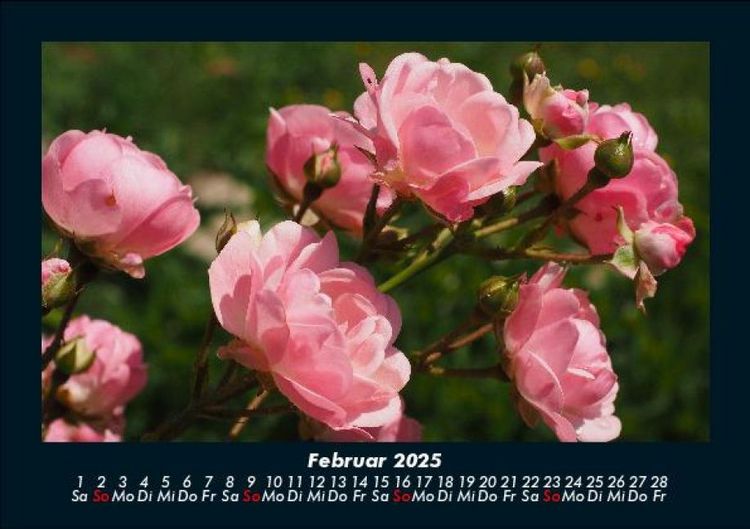 Produktbild: Rosen-Kalender 2025 Fotokalender DIN A5