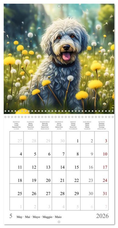 Produktbild: Hi, I am an Aussiedoodle (Wall Calendar 2026 12 &times; 12 Inch) CALVENDO 12 Month Wall Calendar