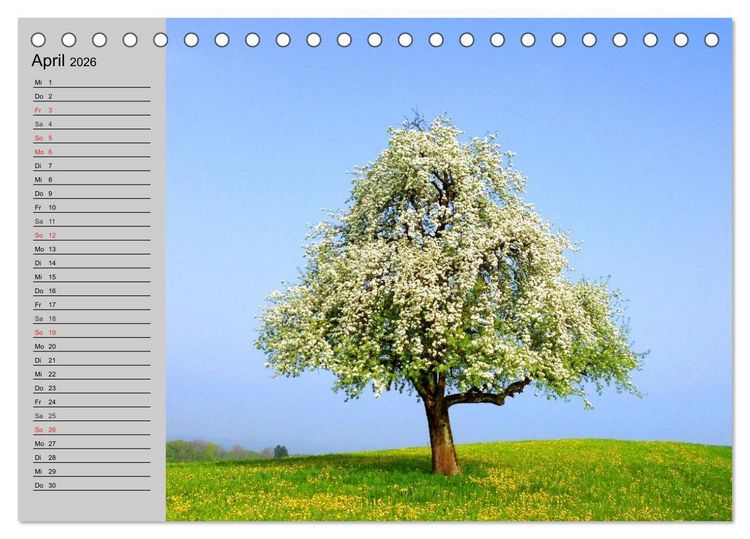 Produktbild: Magische B&auml;ume (Tischkalender 2026 DIN A5 quer), CALVENDO Monatskalender