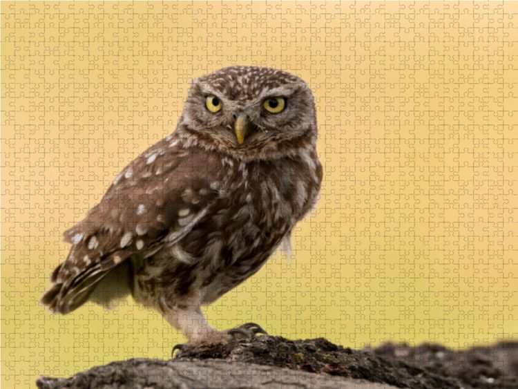 Produktbild: CALVENDO Puzzle Steinkauz 1000 Teile Lege-Gr&ouml;&szlig;e 64 x 48 cm Foto-Puzzle Bild von Gerhard K&auml;fer