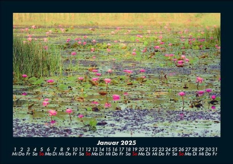 Produktbild: Rosen-Kalender 2025 Fotokalender DIN A5