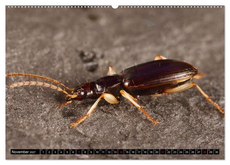 Produktbild: LAUFK&Auml;FER - CARABIDAE (Wandkalender 2027 DIN A2 quer), CALVENDO Monatskalender