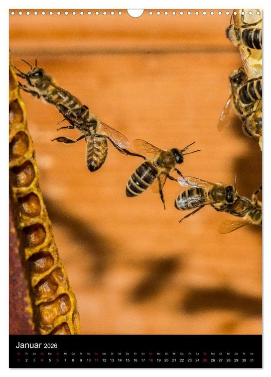 Produktbild: Bienen (Wandkalender 2026 DIN A3 hoch), CALVENDO Monatskalender