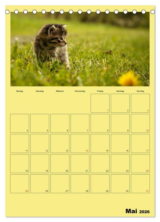 Produktbild: Mit Katzen durchs Jahr / Planer (Tischkalender 2026 DIN A5 hoch), CALVENDO Monatskalender