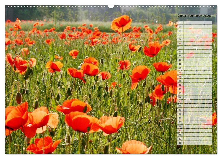 Produktbild: Klatschmohn im Feld (Wandkalender 2026 DIN A2 quer), CALVENDO Monatskalender