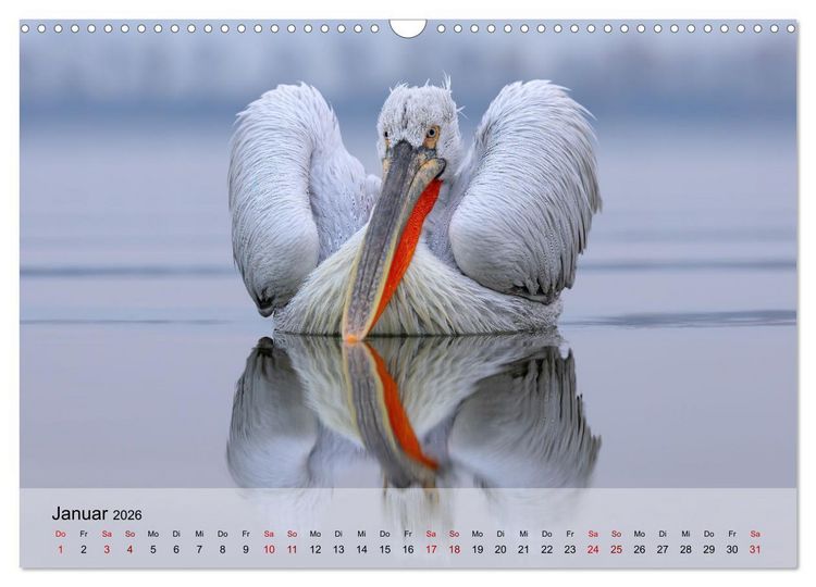 Produktbild: Krauskopfpelikane (Wandkalender 2026 DIN A3 quer), CALVENDO Monatskalender