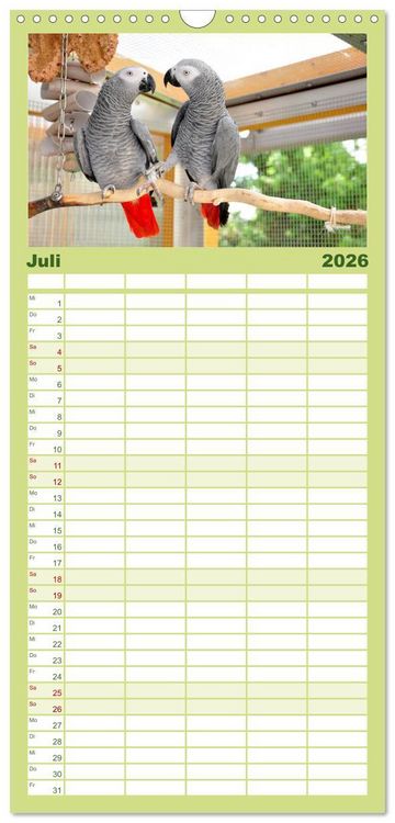 Produktbild: Familienplaner 2026 - Graupapageien zum Verlieben mit 5 Spalten (Wandkalender, 21 x 45 cm) CALVENDO