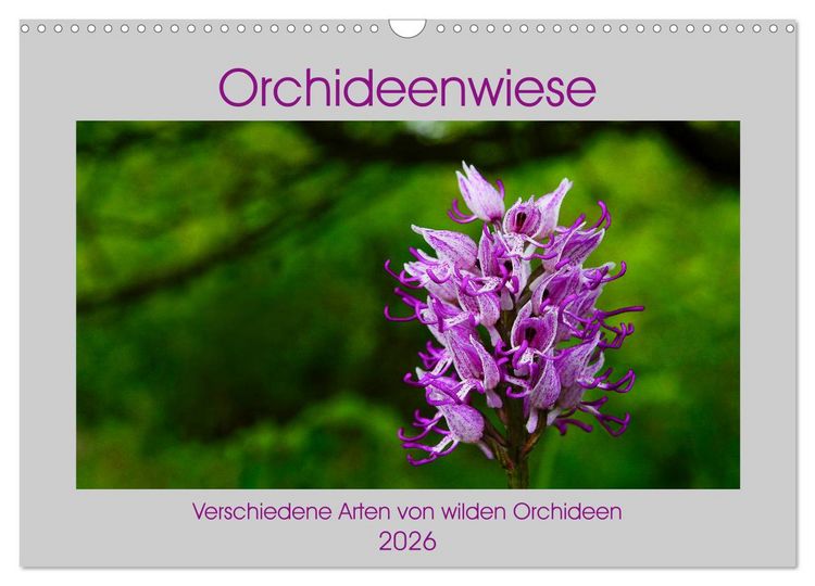 Produktbild: Orchideenwiese 2026 (Wandkalender 2026 DIN A3 quer), CALVENDO Monatskalender